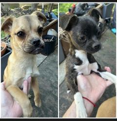 Found/Stray Unknown Dog last seen Autumn Springs Ln, Spring, TX 77373