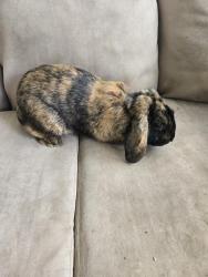 Found/Stray Unknown Rabbit last seen Near the s station on Sevierville rd , Maryville, TN 37804