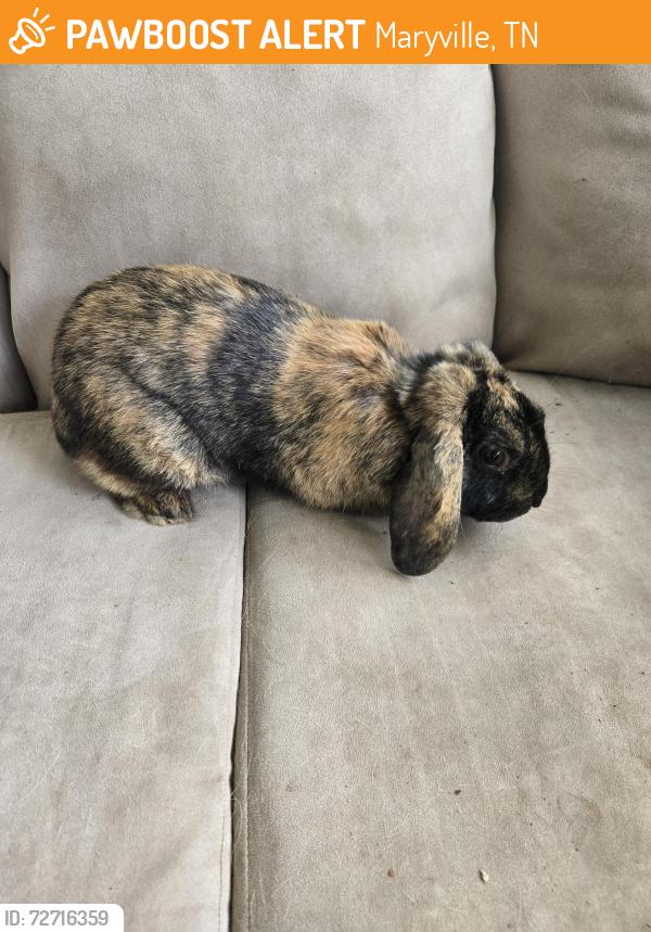 Found/Stray Unknown Rabbit last seen Near the s station on Sevierville rd , Maryville, TN 37804