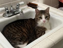 Lost Male Cat last seen Justin and Hardy, Austin, TX 78757