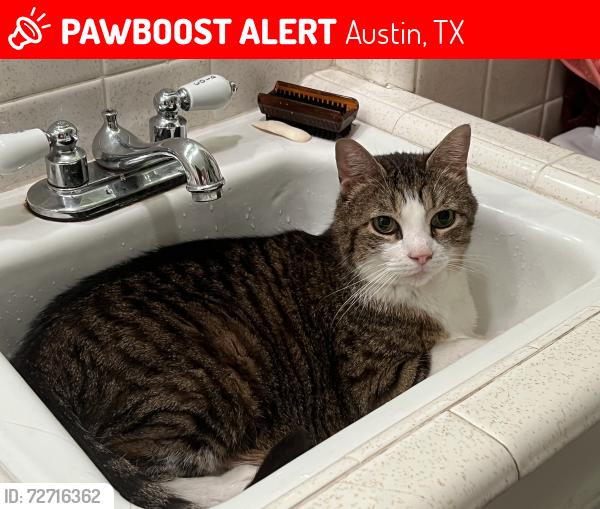 Lost Male Cat last seen Justin and Hardy, Austin, TX 78757