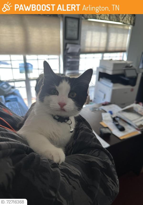 Found/Stray Male Cat last seen Hwy 14 and 385, Arlington, TN 38002