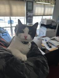 Found/Stray Male Cat last seen Hwy 14 and 385, Arlington, TN 38002
