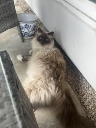 Found/Stray Unknown Cat last seen Woodthorpe ln; 77079 , Houston, TX 77077
