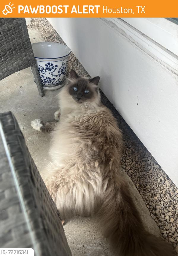 Found/Stray Unknown Cat last seen Woodthorpe ln; 77079 , Houston, TX 77077