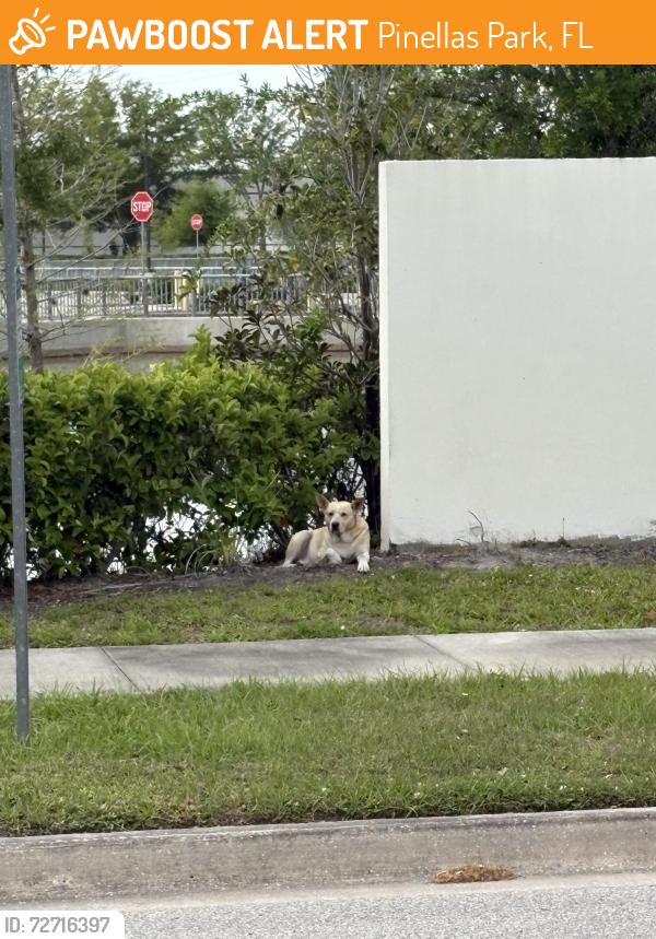 Found/Stray Unknown Dog last seen Gateway center pkwy infront of building and across from fed ex shipment center , Pinellas Park, FL 33702