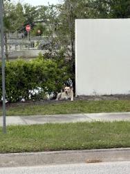 Found/Stray Unknown Dog last seen Gateway center pkwy infront of building and across from fed ex shipment center , Pinellas Park, FL 33702