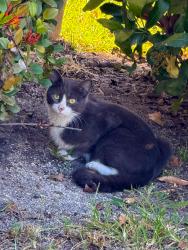 Found/Stray Unknown Cat last seen US1 - 49th , Deerfield Beach, FL 33441