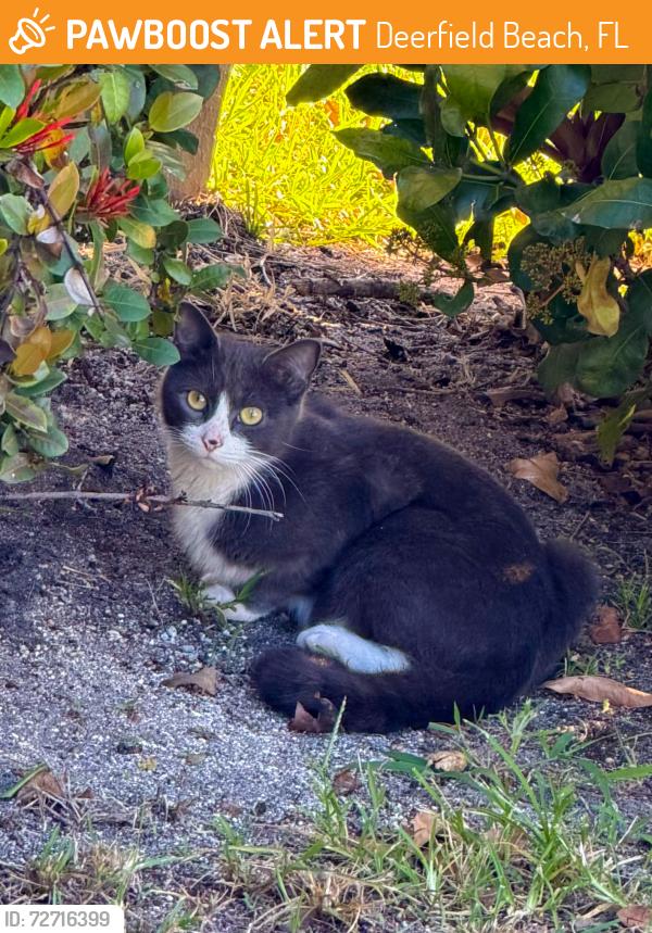 Found/Stray Unknown Cat last seen US1 - 49th , Deerfield Beach, FL 33441