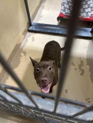 Found/Stray Female Dog last seen Crawford Rd., Ohio Township, PA 15237