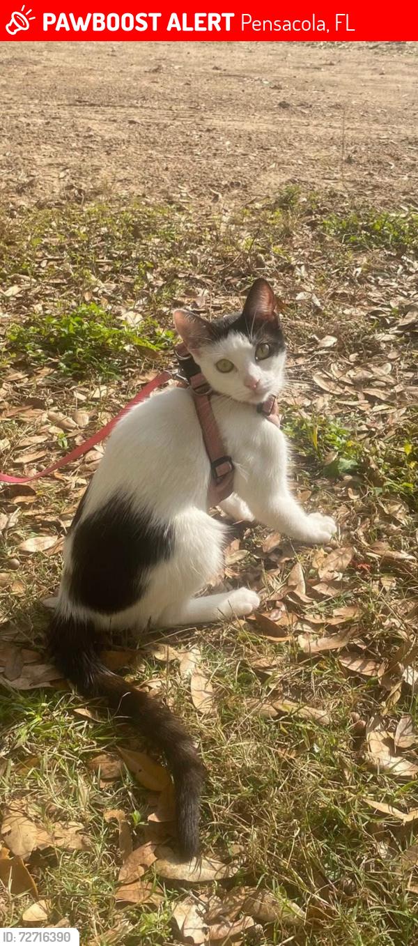 Lost Female Cat last seen N 59th ave, Pensacola, FL 32506