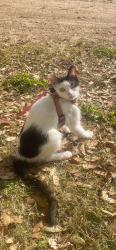 Lost Female Cat last seen N 59th ave, Pensacola, FL 32506