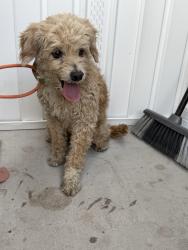 Found/Stray Unknown Dog last seen Center & mcKellips, Mesa, AZ 85201