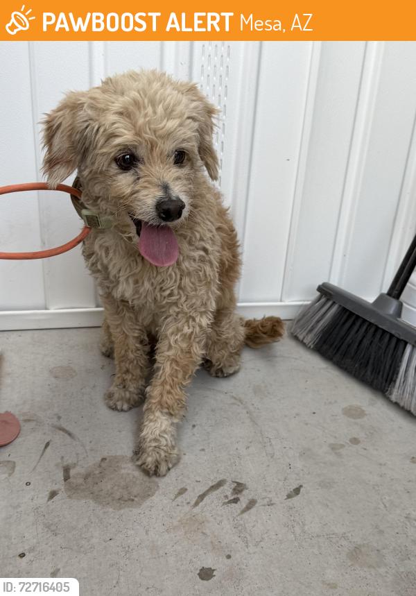 Found/Stray Unknown Dog last seen Center & mcKellips, Mesa, AZ 85201