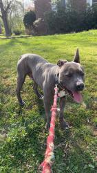 Found/Stray Male Dog last seen Lower Ridgewood Blvd and Chelsea, Hendersonville, NC 28791