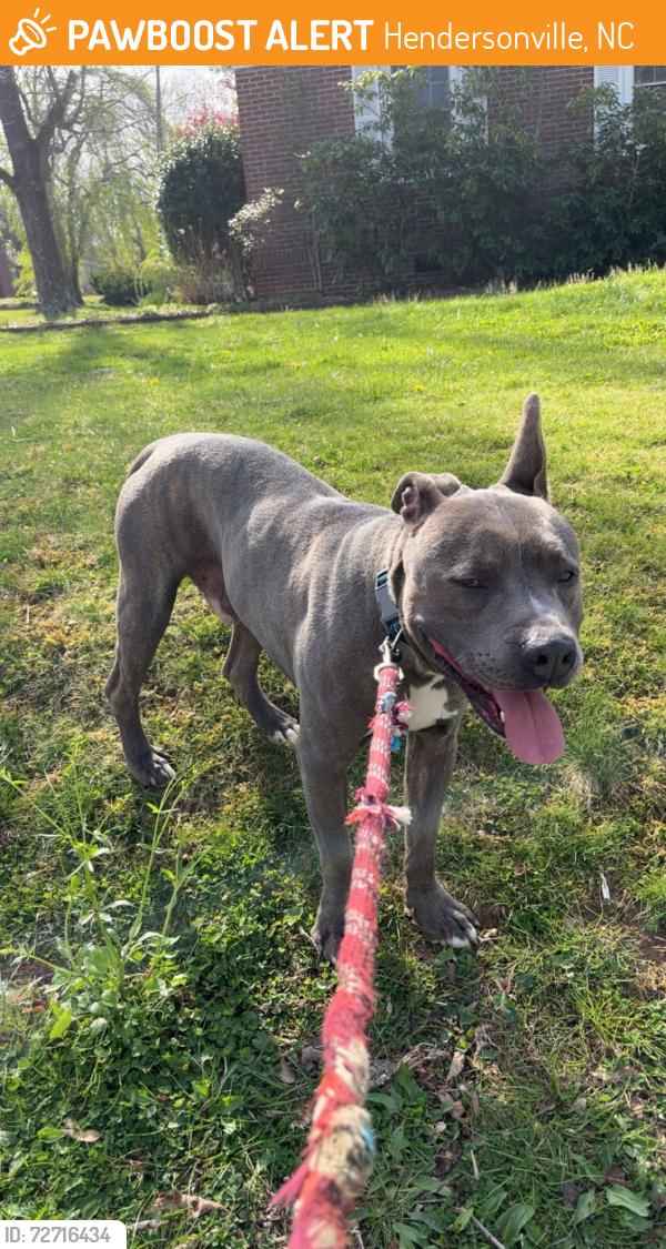 Found/Stray Male Dog last seen Lower Ridgewood Blvd and Chelsea, Hendersonville, NC 28791