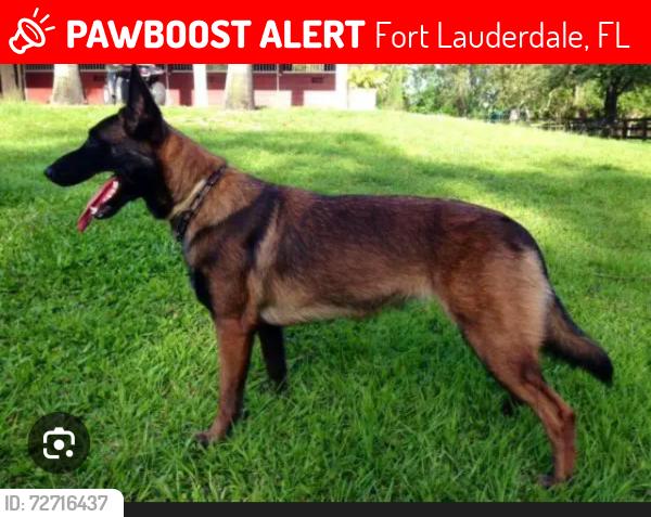 Lost Female Dog last seen Near SW. 44 Terrace Fort Lauderdale, Fort Lauderdale, FL 33317