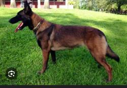 Lost Female Dog last seen Near SW. 44 Terrace Fort Lauderdale, Fort Lauderdale, FL 33317