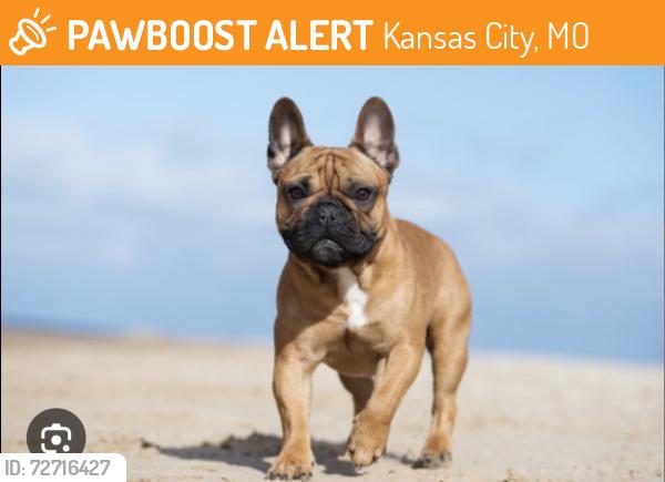 Found/Stray Unknown Dog last seen 115th & Holmes , neighborhood , Kansas City, MO 64131