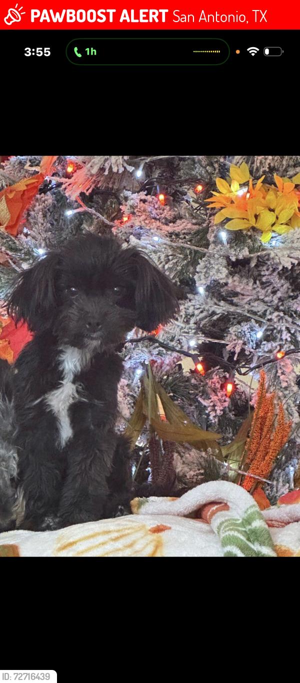 Lost Female Dog last seen Villages of westcreek, San Antonio, TX 78253