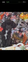 Lost Female Dog last seen Villages of westcreek, San Antonio, TX 78253