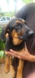 Found/Stray Female Dog last seen CONQUISTADOR and Boe Rd, Grand Bay, AL 36541