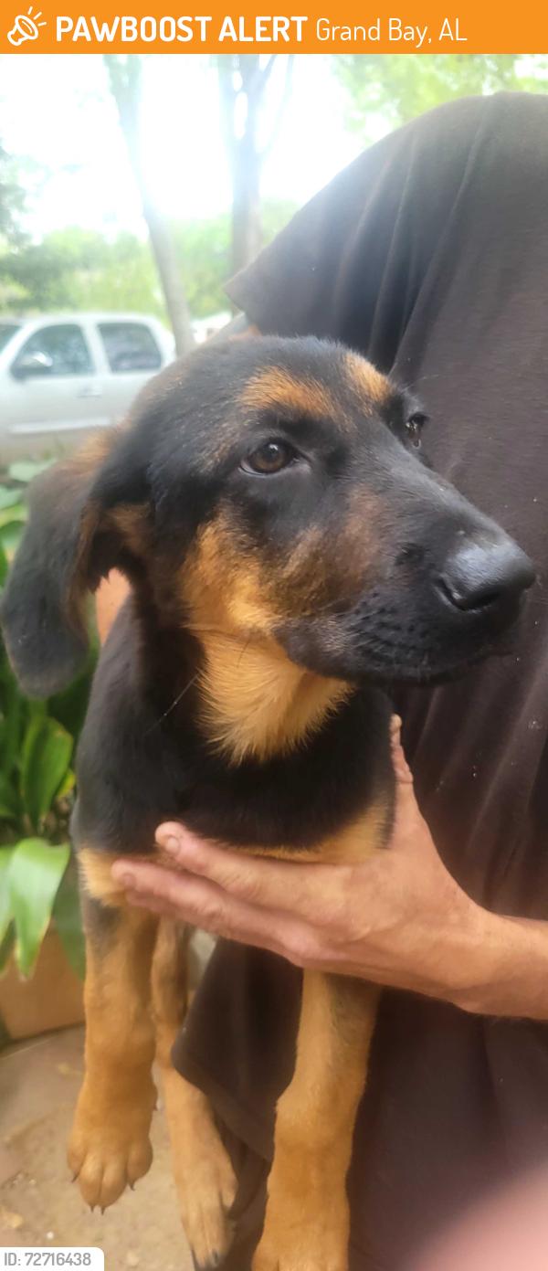 Found/Stray Female Dog last seen CONQUISTADOR and Boe Rd, Grand Bay, AL 36541