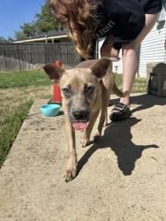 Found/Stray Female Dog last seen In the field behind the burger box, running into and out of traffic, Richland Hills, TX 76180
