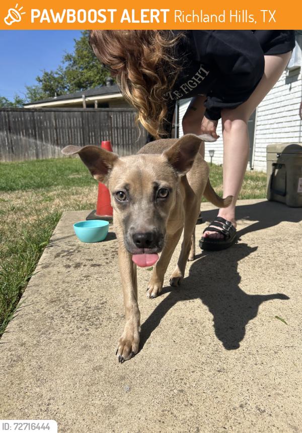 Found/Stray Female Dog last seen In the field behind the burger box, running into and out of traffic, Richland Hills, TX 76180