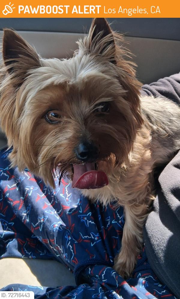 Found/Stray Male Dog last seen Budlong Ave. And 96 st, Los Angeles, CA 90037