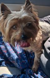 Found/Stray Male Dog last seen Budlong Ave. And 96 st, Los Angeles, CA 90037