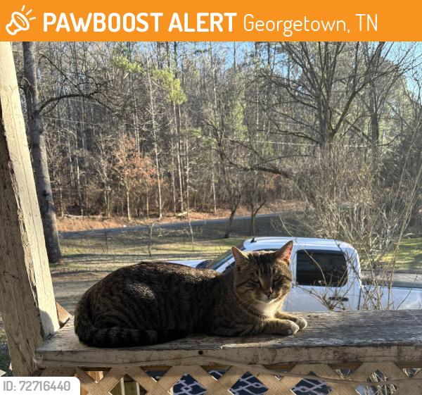 Found/Stray Male Cat last seen Mo pone road, Georgetown, TN 37336
