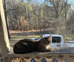 Found/Stray Male Cat last seen Mo pone road, Georgetown, TN 37336