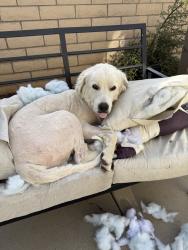 Lost Male Dog last seen Neighborhood, Moreno Valley, CA 92557