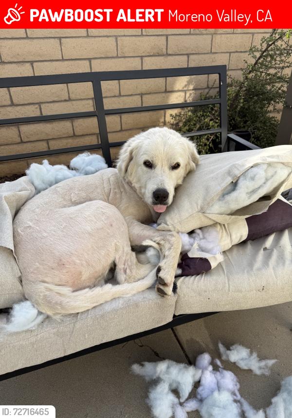 Lost Male Dog last seen Neighborhood, Moreno Valley, CA 92557