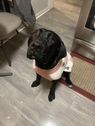 Lost Female Dog last seen North end avenue , Oak Park, MI 48237