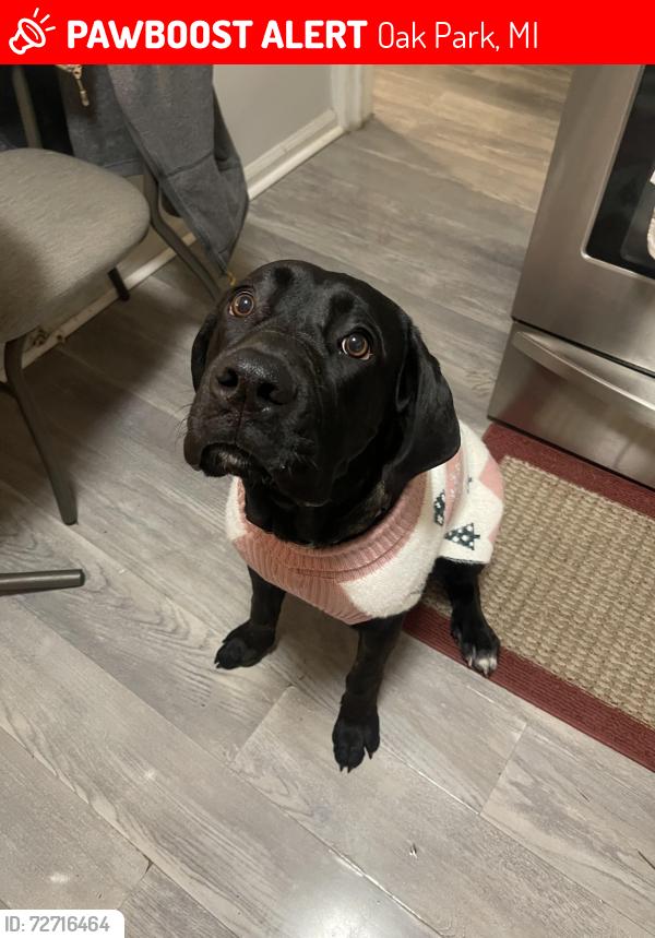 Lost Female Dog last seen North end avenue , Oak Park, MI 48237