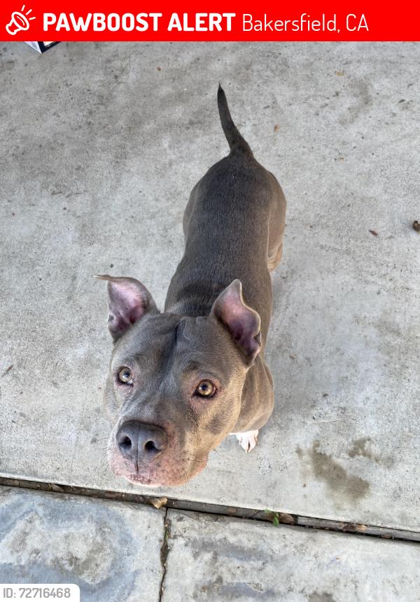 Lost Male Dog last seen In between Fairfax and Oswell, Bakersfield, CA 93306
