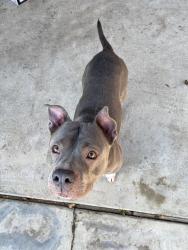 Lost Male Dog last seen In between Fairfax and Oswell, Bakersfield, CA 93306