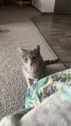 Lost Female Cat last seen 85th and townsley/brett, Sioux Falls, SD 57108