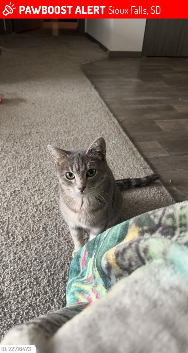 Lost Female Cat last seen 85th and townsley/brett, Sioux Falls, SD 57108
