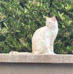 Lost Male Cat last seen Otero, Calle Heraldo, San Clemente, CA 92673