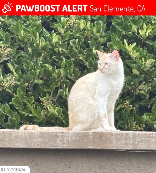 Lost Male Cat last seen Otero, Calle Heraldo, San Clemente, CA 92673