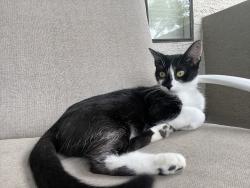 Lost Female Cat last seen Mesa and E 6th Street, Mesa, AZ 85201