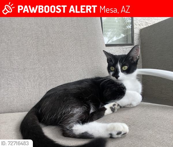 Lost Female Cat last seen Mesa and E 6th Street, Mesa, AZ 85201