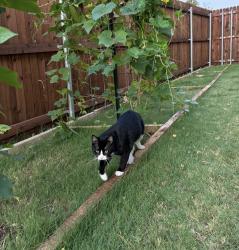 Lost Male Cat last seen Princeton Meadows, Trails at Riverstone, Princeton, TX 75407
