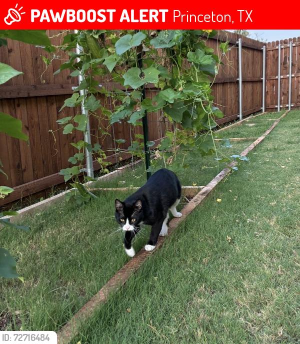 Lost Male Cat last seen Princeton Meadows, Trails at Riverstone, Princeton, TX 75407