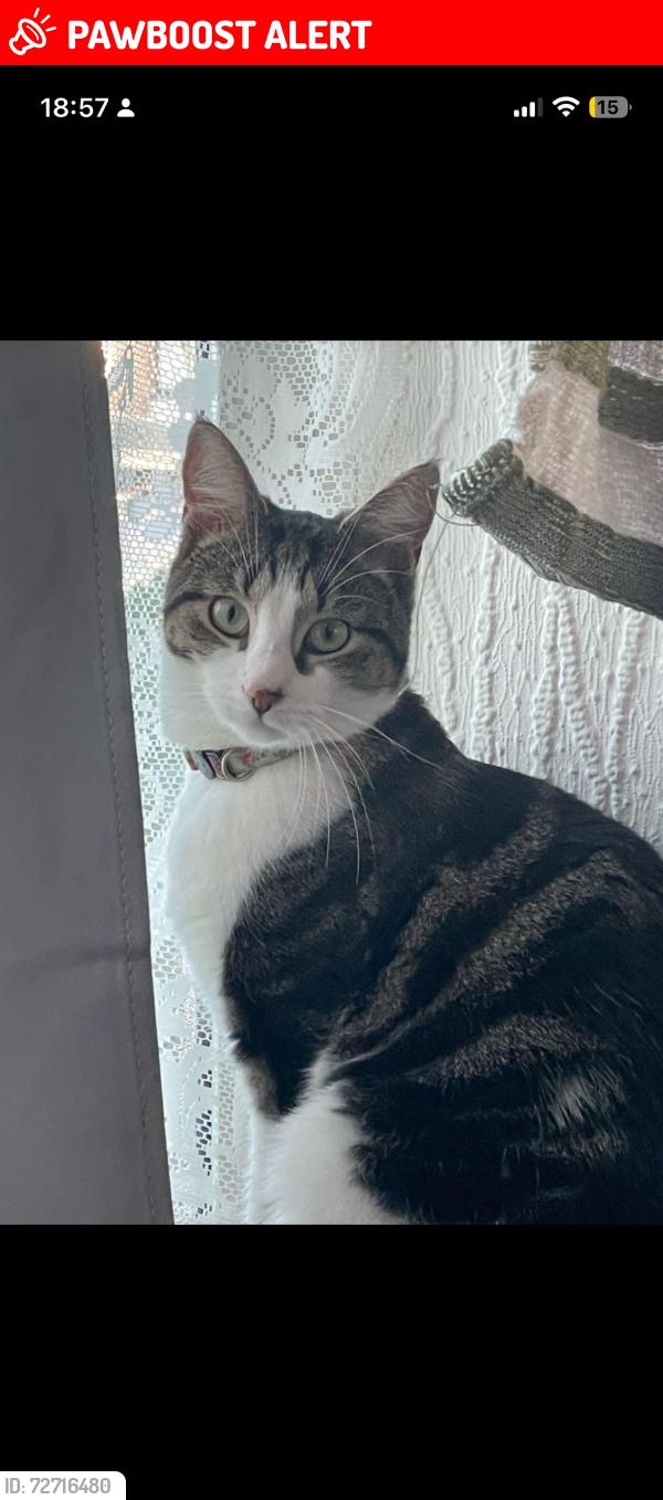 Lost Male Cat last seen Near Clifton road, West Midlands, England B70 8HN