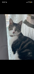 Lost Male Cat last seen Near Clifton road, West Midlands, England B70 8HN