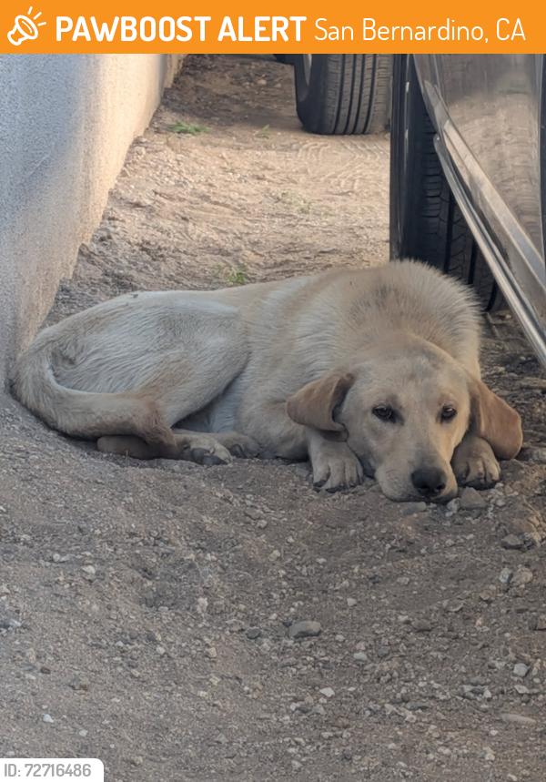 Found/Stray Male Dog last seen Highland ave & California St , San Bernardino, CA 92407